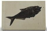 Large Fossil Fish (Diplomystus) - Wyoming #349251-1